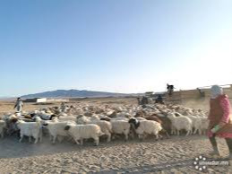 Only half of herders’ children attend kindergarten